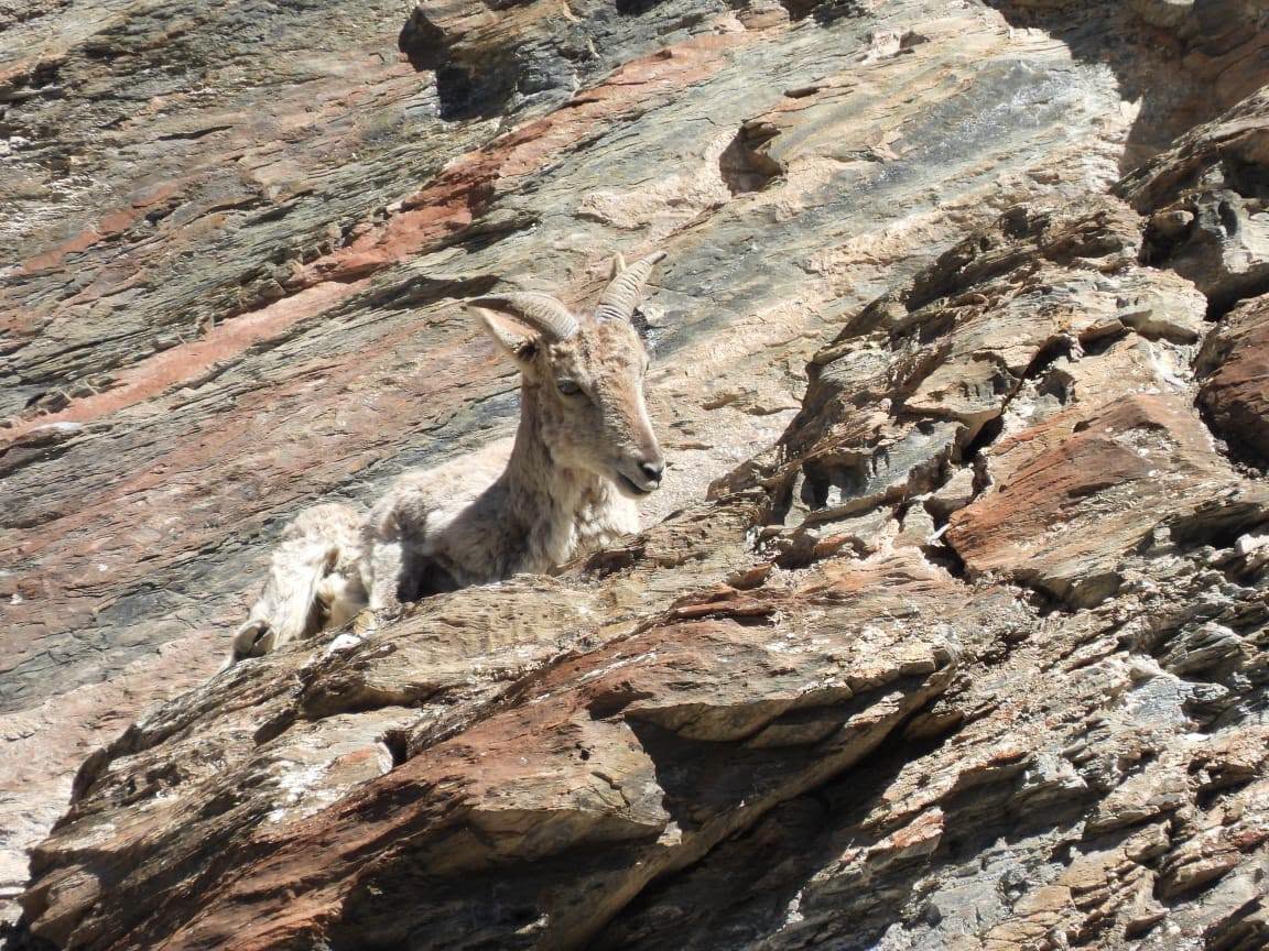 ACAP survey finds Blue Sheep thriving in Manang — good news for snow leopards too